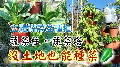 頂樓種菜|別浪費陽台空間，安心蔬菜自己種！達人1圖教你選對。